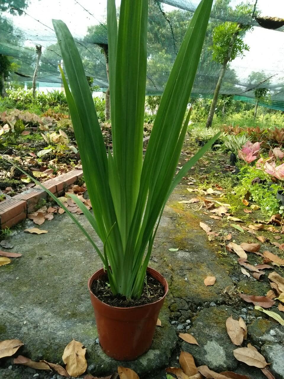 Cây Lan Rẽ Quạt - Thảo Cầm Viên - Saigon Zoo & Botanical Gardens