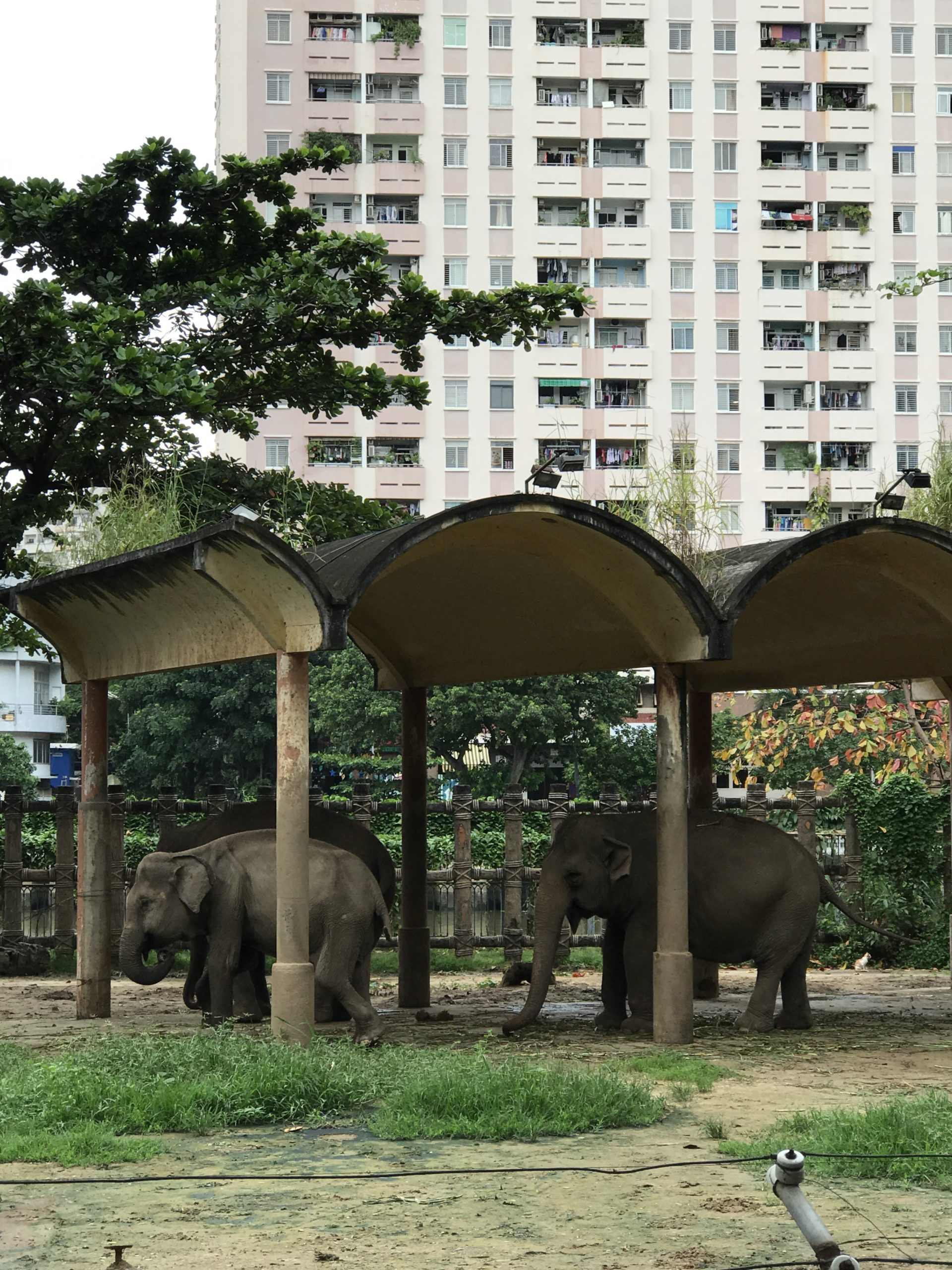 Voi Châu Á - Thảo Cầm Viên - Saigon Zoo & Botanical Gardens